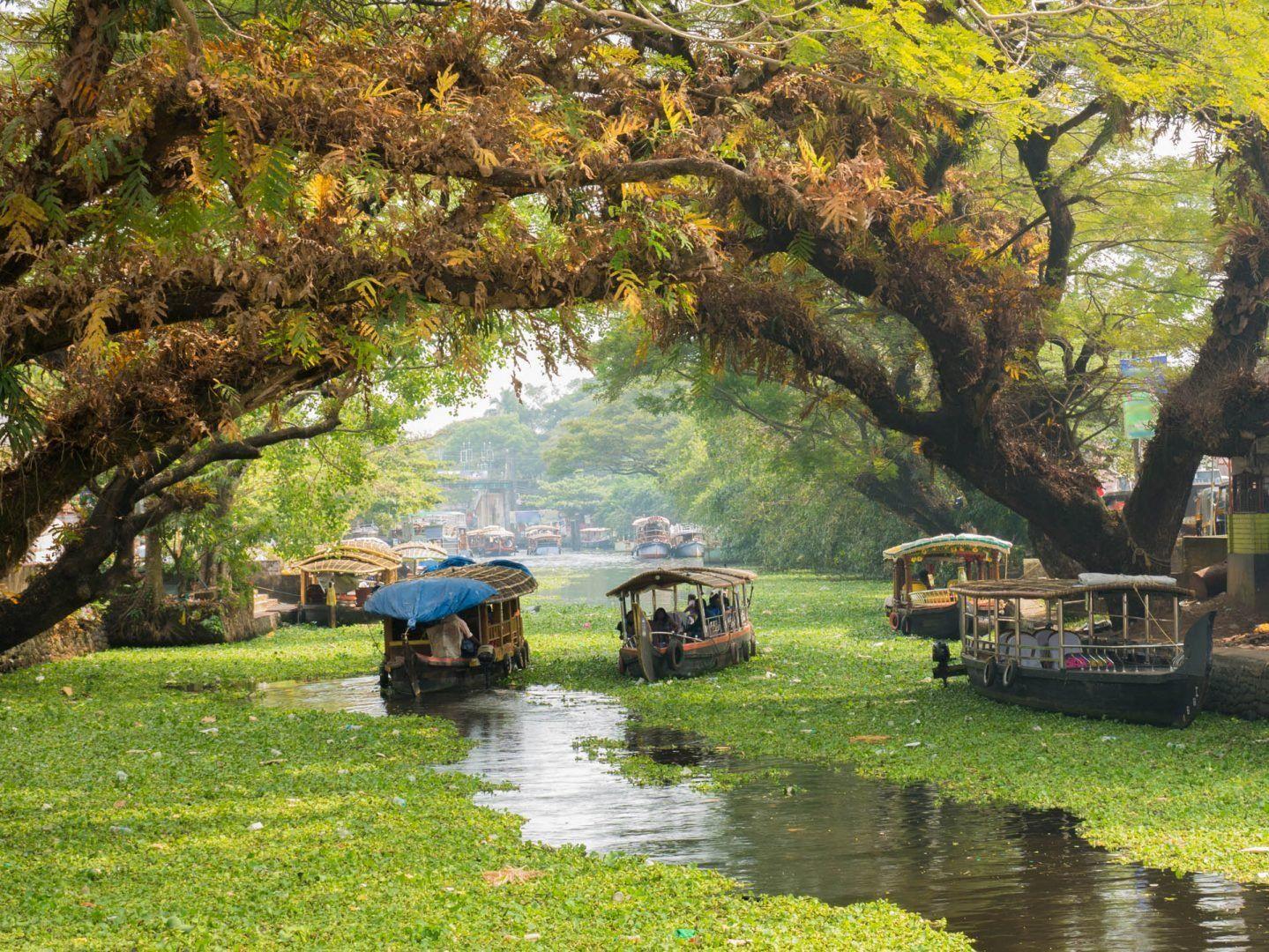 A canopy of trees in Alleppey over the houseboats | Wedifys Weddings