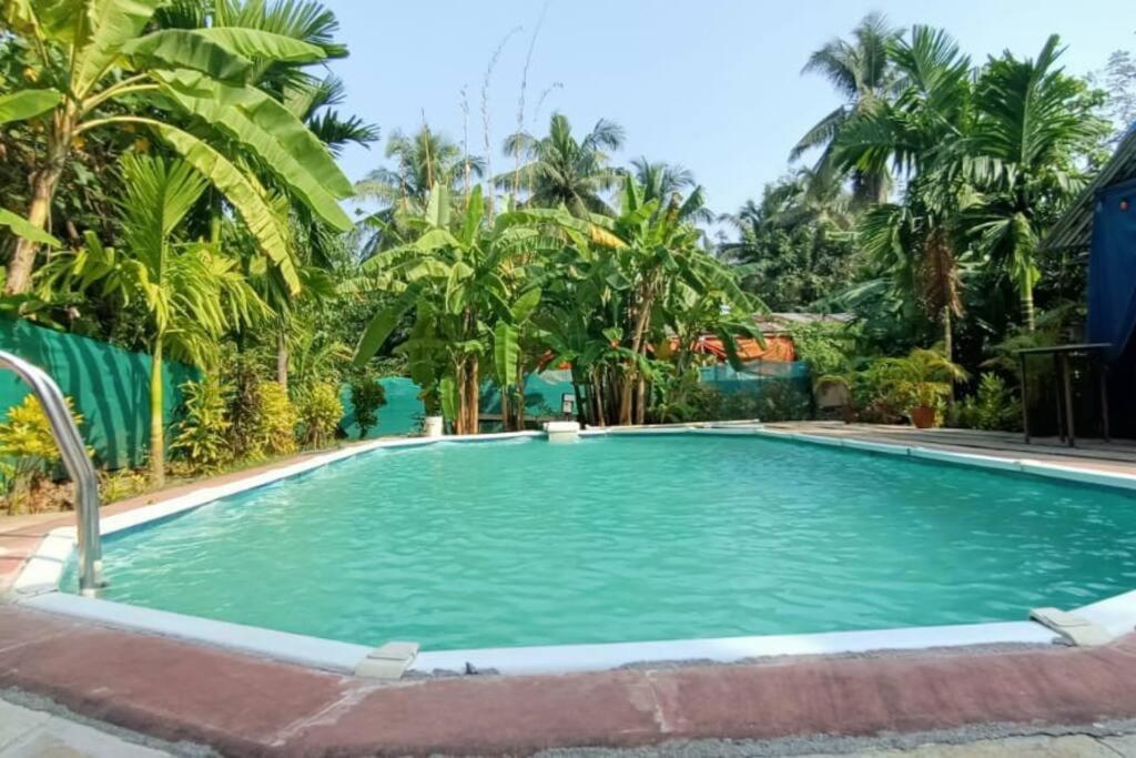 view of the swimming pool covered with palm trees in the Red Stone Villas in Alibaug | Wedifys