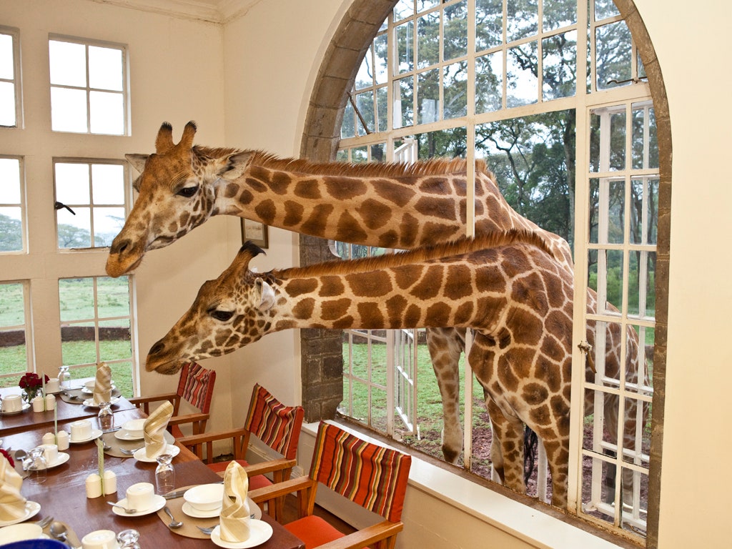 two giraffes sticking in their necks through a window in the Giraffe Manor | Wedifys