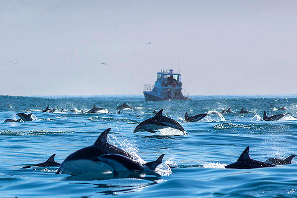 playful dolphins in Kaikoura, New Zealand | Wedifys