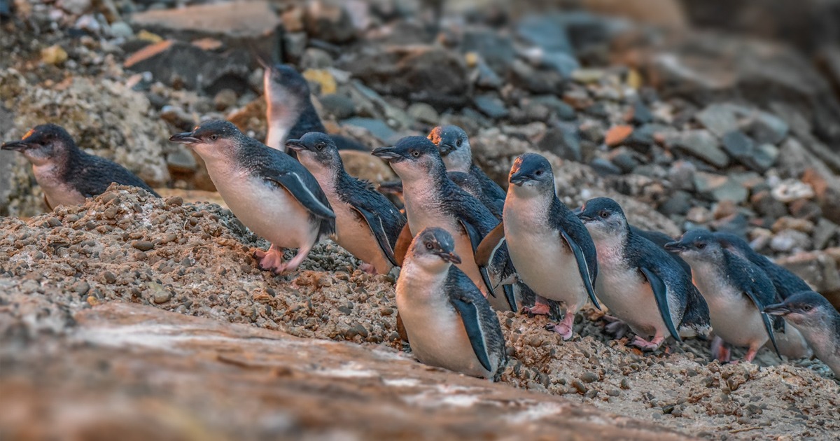 blue penguins in Oamaru | Wedifys