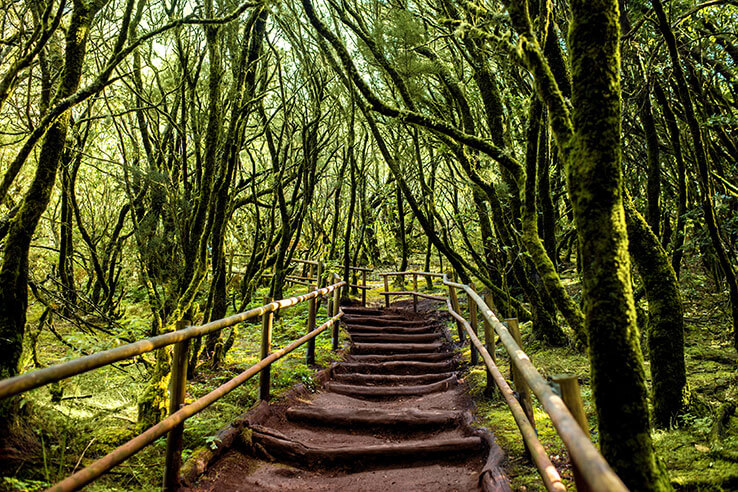 a beautiful bridge in Garajonay National Park, La Gomera, Canary Islands, Spain | Wedifys