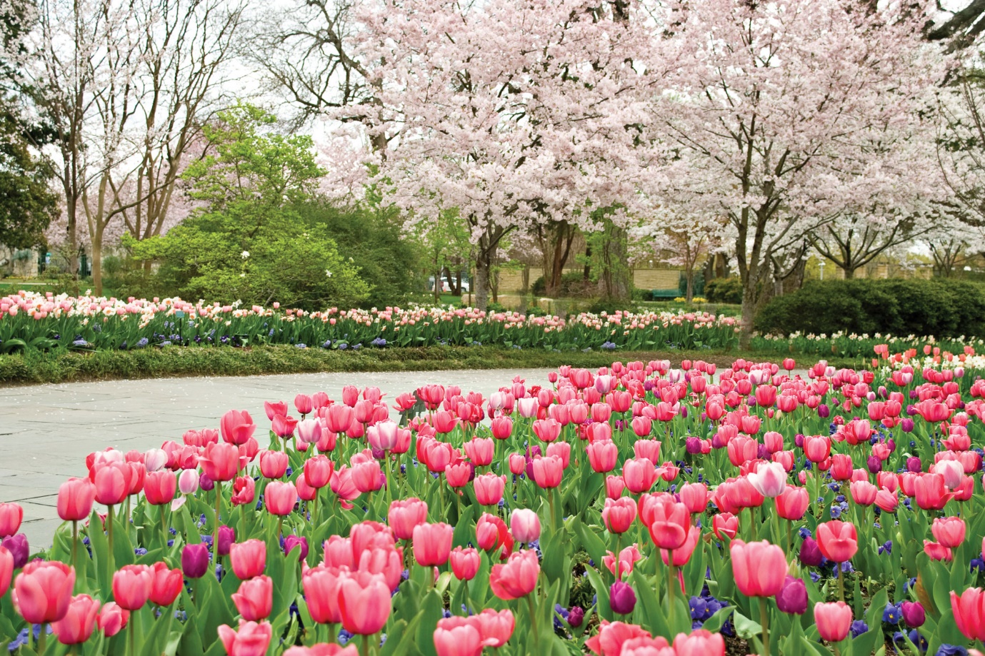 view of the floral garden of the Dallas Arboretum and Botanical Garden in Texas | Wedifys