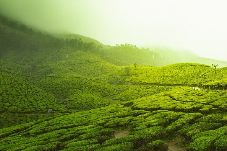 the tea gardens of Munnar in Kerala | Wedifys