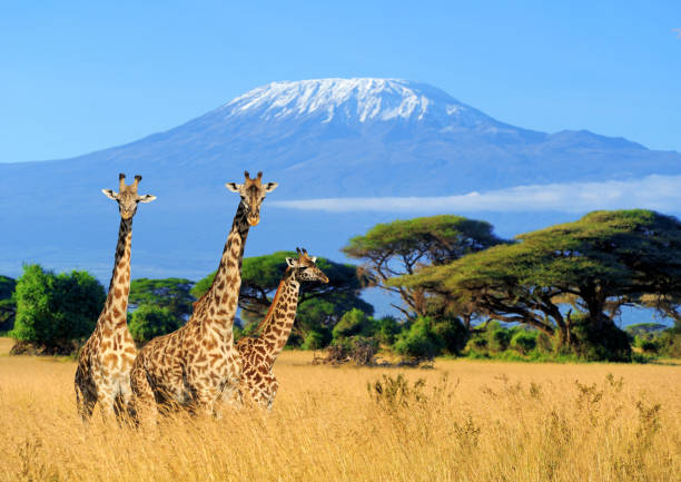 Giraffes in the wilds of Kenya, Africa | Wedifys