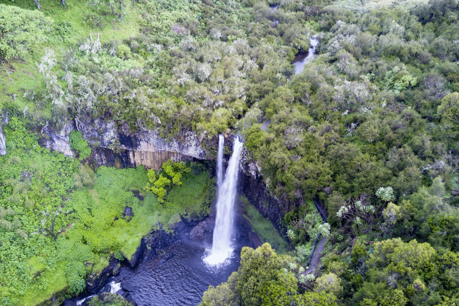 drone view of the Aberdare National Park in Kenya, Africa | Wedifys